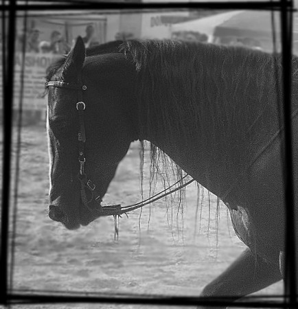 Quarter Horse